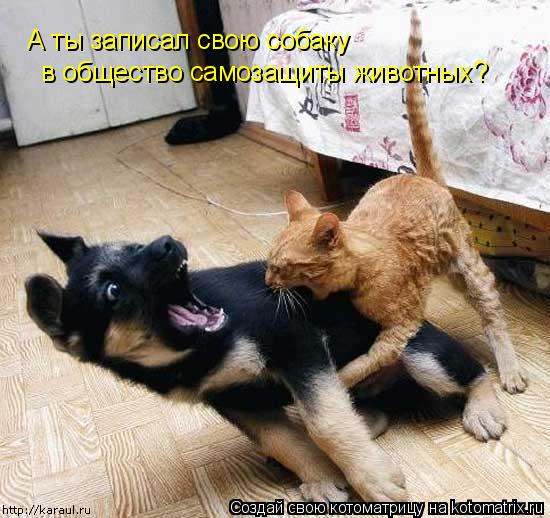 А ты записал свою собаку в общество самозащиты животных?... Котоматрица: А ты записал свою собаку в общество самозащиты животных?