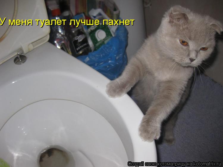 Котоматрица: У меня туалет лучше пахнет