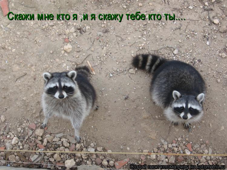 Скажи мне кто я ,и я скажу тебе кто ты....... Котоматрица: Скажи мне кто я ,и я скажу тебе кто ты....