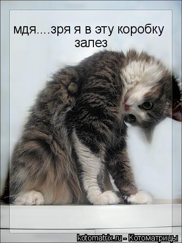 Котоматрица: мдя....зря я в эту коробку  залез