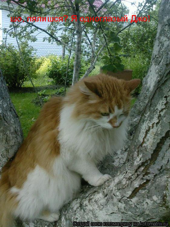 Котоматрица: шо, пялишся? Я одноглазый Джо!
