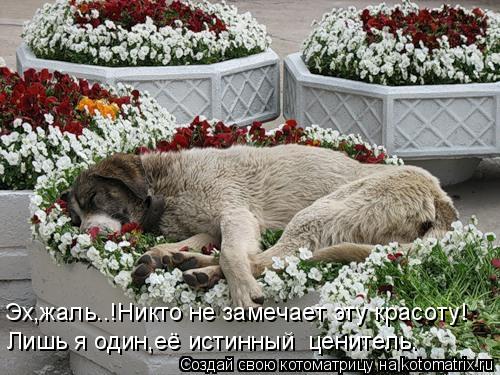 Эх,жаль..!Никто не замечает эту красоту! Лишь я один,её истинный ценитель.... Котоматрица: Эх,жаль..!Никто не замечает эту красоту! Лишь я один,её истинный ценитель.