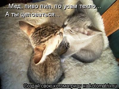 Котоматрица: ...Мед, пиво пил, по усам текло... А ты целоваться...