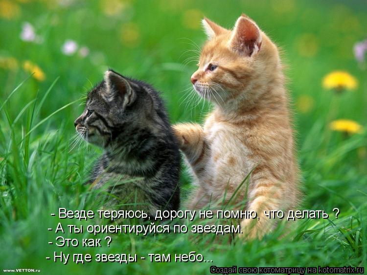 Котоматрица: - Везде теряюсь, дорогу не помню, что делать ? - А ты ориентируйся по звездам. - Это как ? - Ну где звезды - там небо...