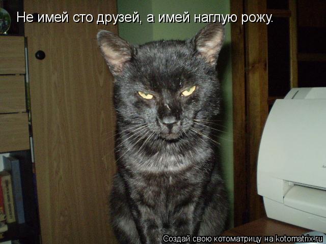 Не имей сто друзей, а имей наглую рожу.... Котоматрица: Не имей сто друзей, а имей наглую рожу.