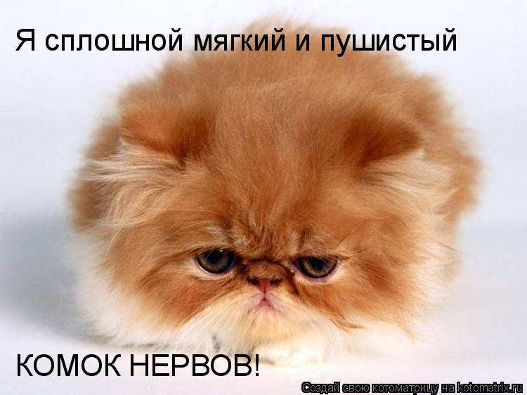 Котоматрица: Я сплошной мягкий и пушистый КОМОК НЕРВОВ!