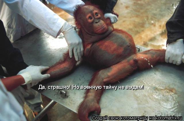 Да, страшно! Но военную тайну не выдам!... Котоматрица: Да, страшно! Но военную тайну не выдам!