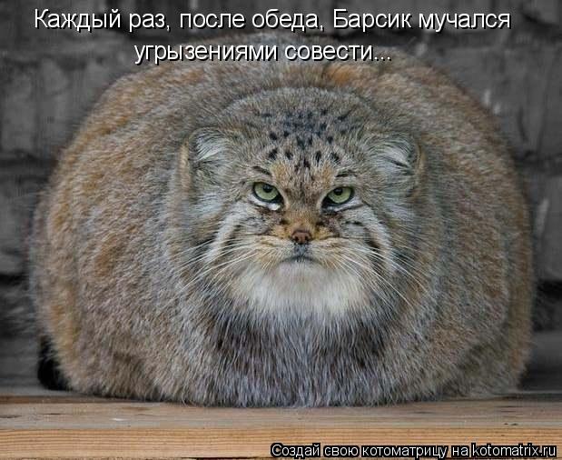Каждый раз, после обеда, Барсик мучался угрызениями совести...... Котоматрица: Каждый раз, после обеда, Барсик мучался угрызениями совести...
