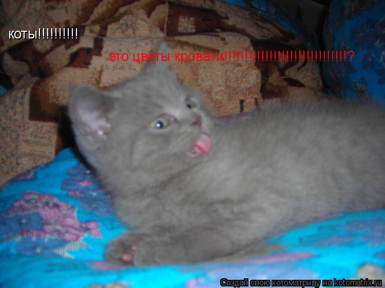 коты!!!!!!!!!! это цветы кровати!!!!!!!!!!!!!!!!!!!!!!!!!!!!!!?... Котоматрица: коты!!!!!!!!!! это цветы кровати!!!!!!!!!!!!!!!!!!!!!!!!!!!!!!?