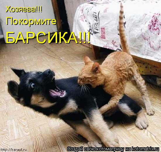 Котоматрица: Хозяева!!! Покормите БАРСИКА!!!
