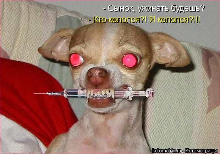 Котоматрица: - Сынок, ужинать будешь? - Кто кололся?! Я кололся?!!!