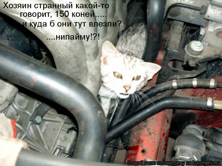 Котоматрица: Хозяин странный какой-то говорит, 150 коней..... и куда б они тут влезли? ....нипайму!?!