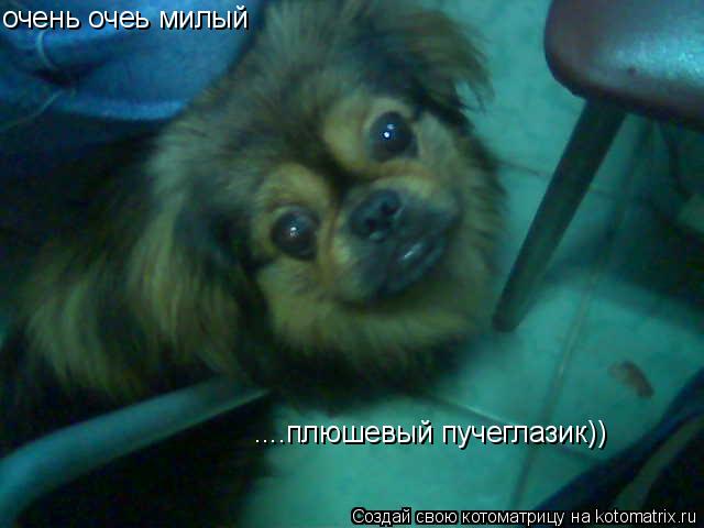 очень очеь милый ....плюшевый пучеглазик))... Котоматрица: очень очеь милый ....плюшевый пучеглазик))