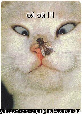 ой,ой !!!... Котоматрица: ой,ой !!!