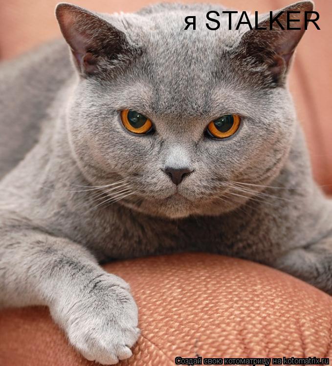 я STALKER... Котоматрица: я STALKER
