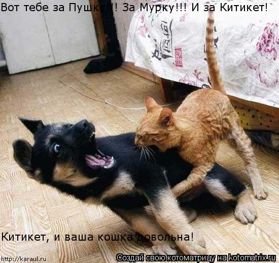 Котоматрица: Вот тебе за Пушку!!! За Мурку!!! И за Китикет! Китикет, и ваша кошка довольна!