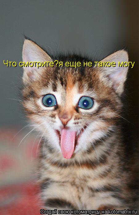 Котоматрица: Что смотрите?я еще не такое могу