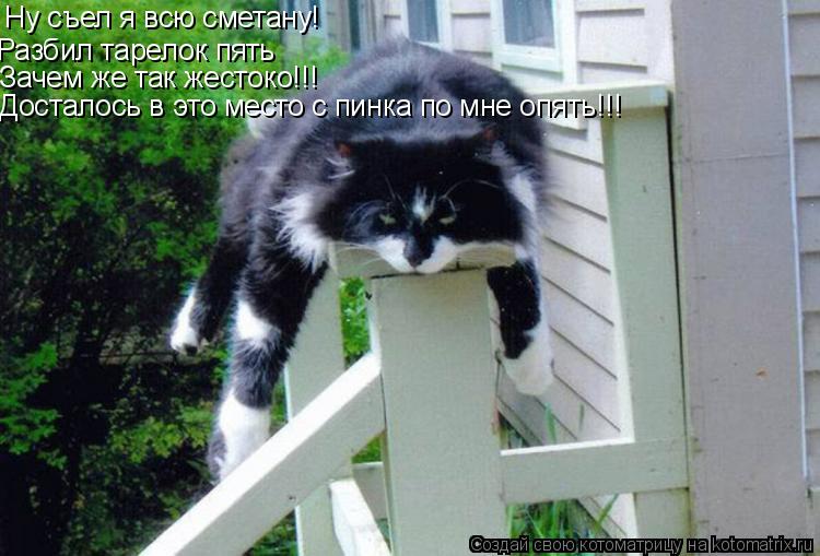 Котоматрица: Ну съел я всю сметану! Разбил тарелок пять Зачем же так жестоко!!! Досталось в это место с пинка по мне опять!!!
