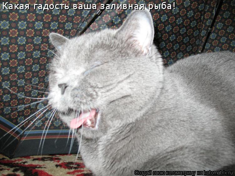 Какая гадость ваша заливная рыба!... Котоматрица: Какая гадость ваша заливная рыба!