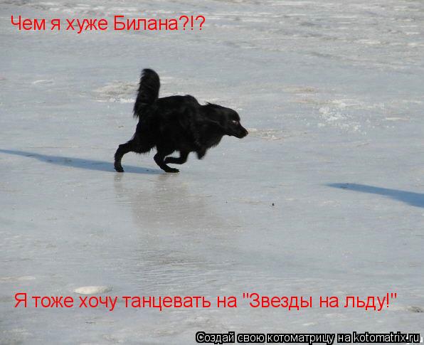 Чем я хуже Билана?!? Я тоже хочу танцевать на "Звезды на льду!"... Котоматрица: Чем я хуже Билана?!? Я тоже хочу танцевать на "Звезды на льду!"