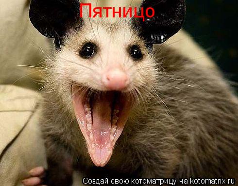 Пятницо... Котоматрица: Пятницо
