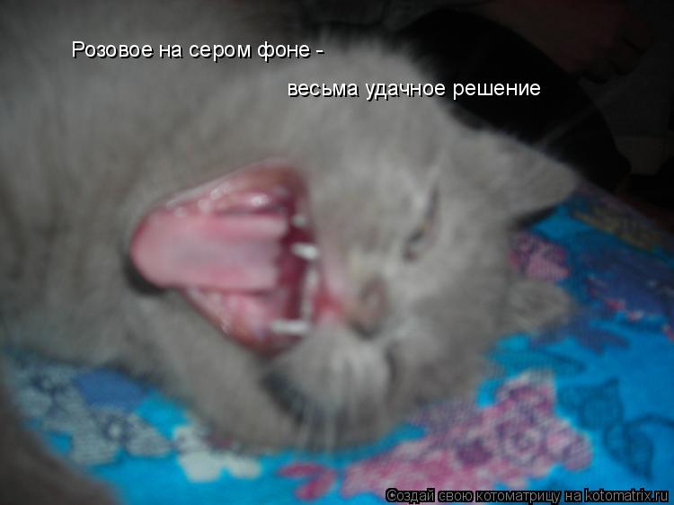 Розовое на сером фоне - весьма удачное решение... Котоматрица: Розовое на сером фоне - весьма удачное решение