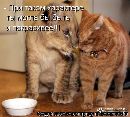 - При таком характере ты могла бы быть и покрасивее!!!... Котоматрица: - При таком характере ты могла бы быть и покрасивее!!!