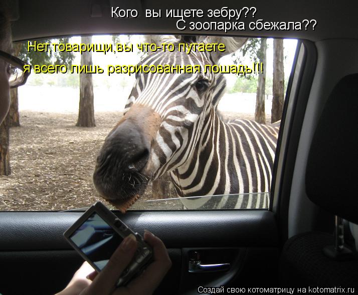 Котоматрица: Кого  вы ищете зебру?? C зоопарка сбежала?? Нет,товарищи,вы что-то путаете я всего лишь разрисованная лошадь!!!