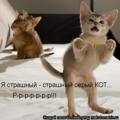 Котоматрица: Я страшный - страшный серый КОТ... Р-р-р-р-р-р-р!!!
