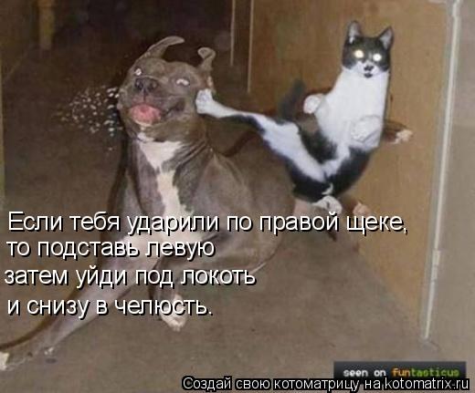 Если тебя ударили по правой щеке, то подставь левую затем уйди под локоть и снизу в челюсть.... Котоматрица: Если тебя ударили по правой щеке, то подставь левую затем уйди под локоть и снизу в челюсть.