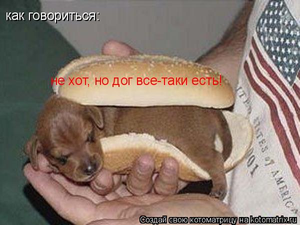 Котоматрица: как говориться: не хот, но дог все-таки есть!
