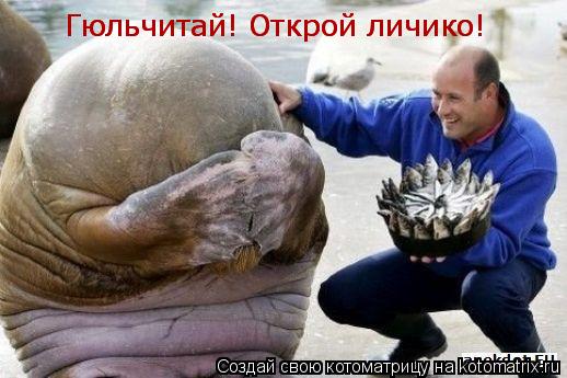 Гюльчитай! Открой личико! Гюльчитай! Открой личико! Гюльчитай! Открой личико!... Котоматрица: Гюльчитай! Открой личико! Гюльчитай! Открой личико! Гюльчитай! Открой личико!