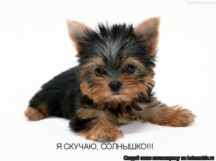 Я СКУЧАЮ, СОЛНЫШКО!!!... Котоматрица: Я СКУЧАЮ, СОЛНЫШКО!!!