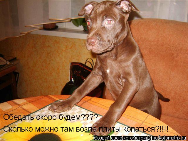 Сколько можно там возле плиты копаться?!!!! Обедать скоро будем????... Котоматрица: Сколько можно там возле плиты копаться?!!!! Обедать скоро будем????