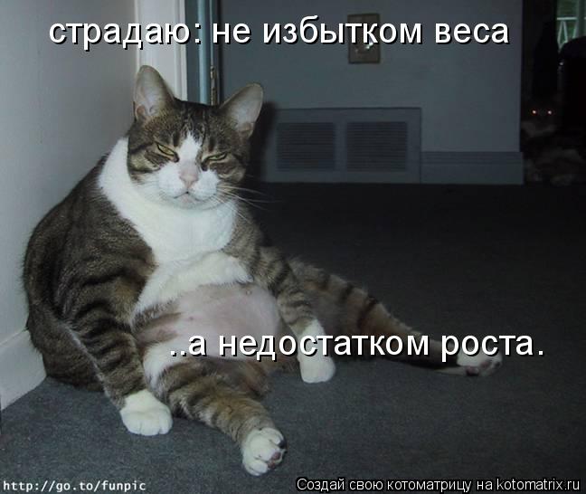 страдаю: не избытком веса ..а недостатком роста.... Котоматрица: страдаю: не избытком веса ..а недостатком роста.