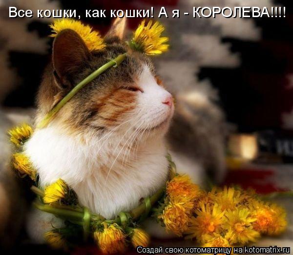 Все кошки, как кошки! А я - КОРОЛЕВА!!!!... Котоматрица: Все кошки, как кошки! А я - КОРОЛЕВА!!!!