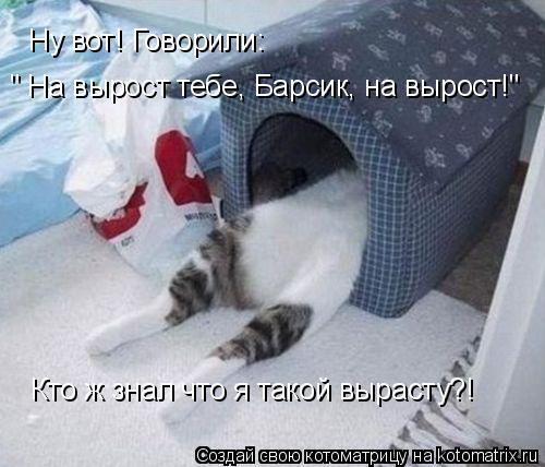 Ну вот! Говорили: " На вырост тебе, Барсик, на вырост!" Кто ж знал что я такой вырасту?!... Котоматрица: Ну вот! Говорили: " На вырост тебе, Барсик, на вырост!" Кто ж знал что я такой вырасту?!
