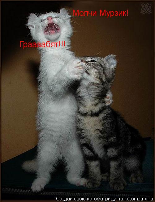 Молчи Мурзик! Граааабят!!!... Котоматрица: Молчи Мурзик! Граааабят!!!