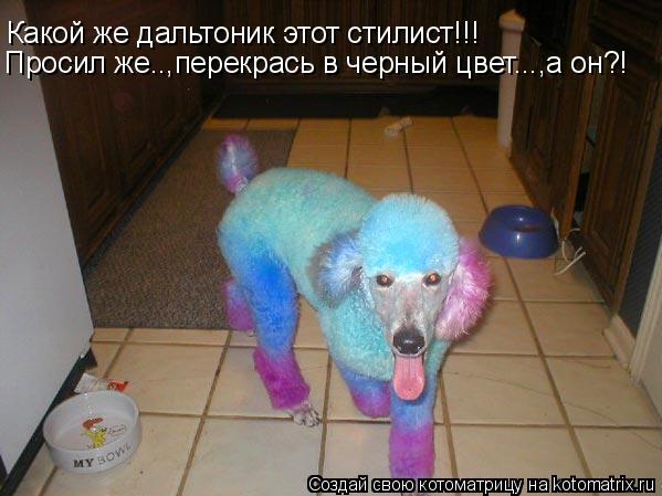Какой же дальтоник этот стилист!!! Просил же..,перекрась в черный цвет...,а он?!... Котоматрица: Какой же дальтоник этот стилист!!! Просил же..,перекрась в черный цвет...,а он?!