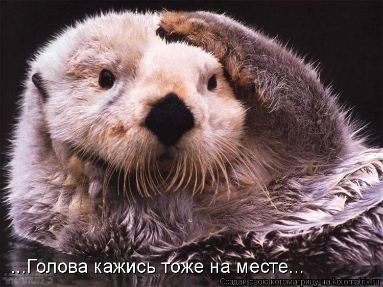 ...Голова кажись тоже на месте...... Котоматрица: ...Голова кажись тоже на месте...