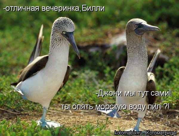 Котоматрица: -отличная вечеринка,Билли -Джони мы тут сами! ты опять морскую воду пил ?!