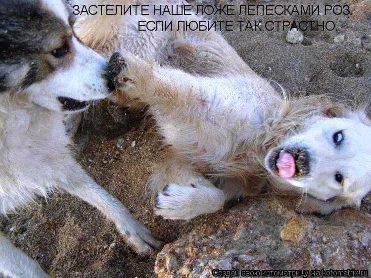 ЗАСТЕЛИТЕ НАШЕ ЛОЖЕ ЛЕПЕСКАМИ РОЗ, ЕСЛИ ЛЮБИТЕ ТАК СТРАСТНО.... Котоматрица: ЗАСТЕЛИТЕ НАШЕ ЛОЖЕ ЛЕПЕСКАМИ РОЗ, ЕСЛИ ЛЮБИТЕ ТАК СТРАСТНО.