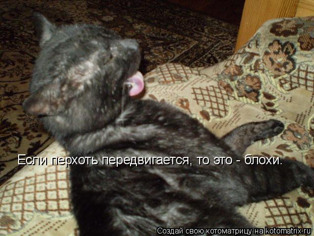 Если перхоть передвигается, то это - блохи.... Котоматрица: Если перхоть передвигается, то это - блохи.