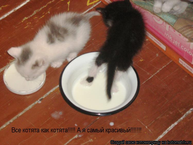 Все котята как котята!!!!! А я самый красивый!!!!!!!... Котоматрица: Все котята как котята!!!!! А я самый красивый!!!!!!!