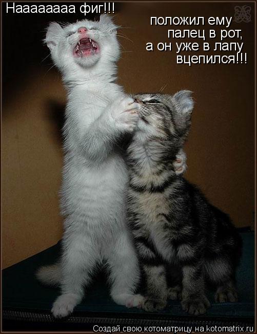 Котоматрица: Наааааааа фиг!!! положил ему палец в рот,  а он уже в лапу вцепился!!!