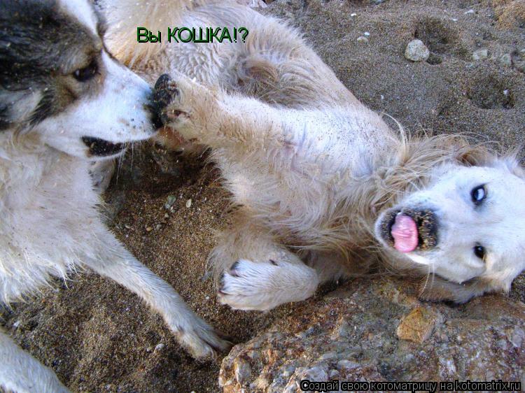 Котоматрица: Вы КОШКА!?