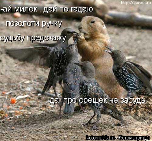 -ай милок , дай по гадаю позолоти ручку да про орешек не забудь судьбу предскажу... Котоматрица: -ай милок , дай по гадаю позолоти ручку да про орешек не забудь судьбу предскажу