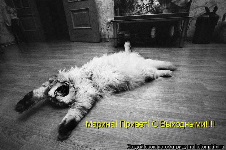 Котоматрица: Марина! Привет! С Выходными!!!!