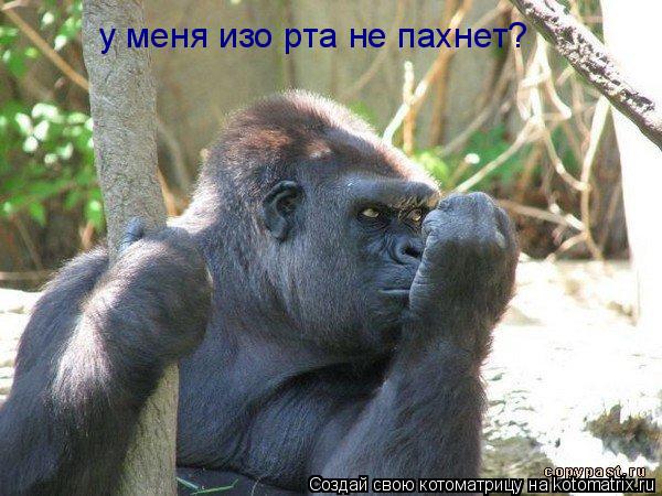 Котоматрица: перед свиданием нужно проверить нет ли запаха изо рта у меня изо рта не пахнет?