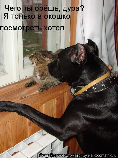 Котоматрица: Чего ты орёшь, дура? Я только в окошко  посмотреть хотел
